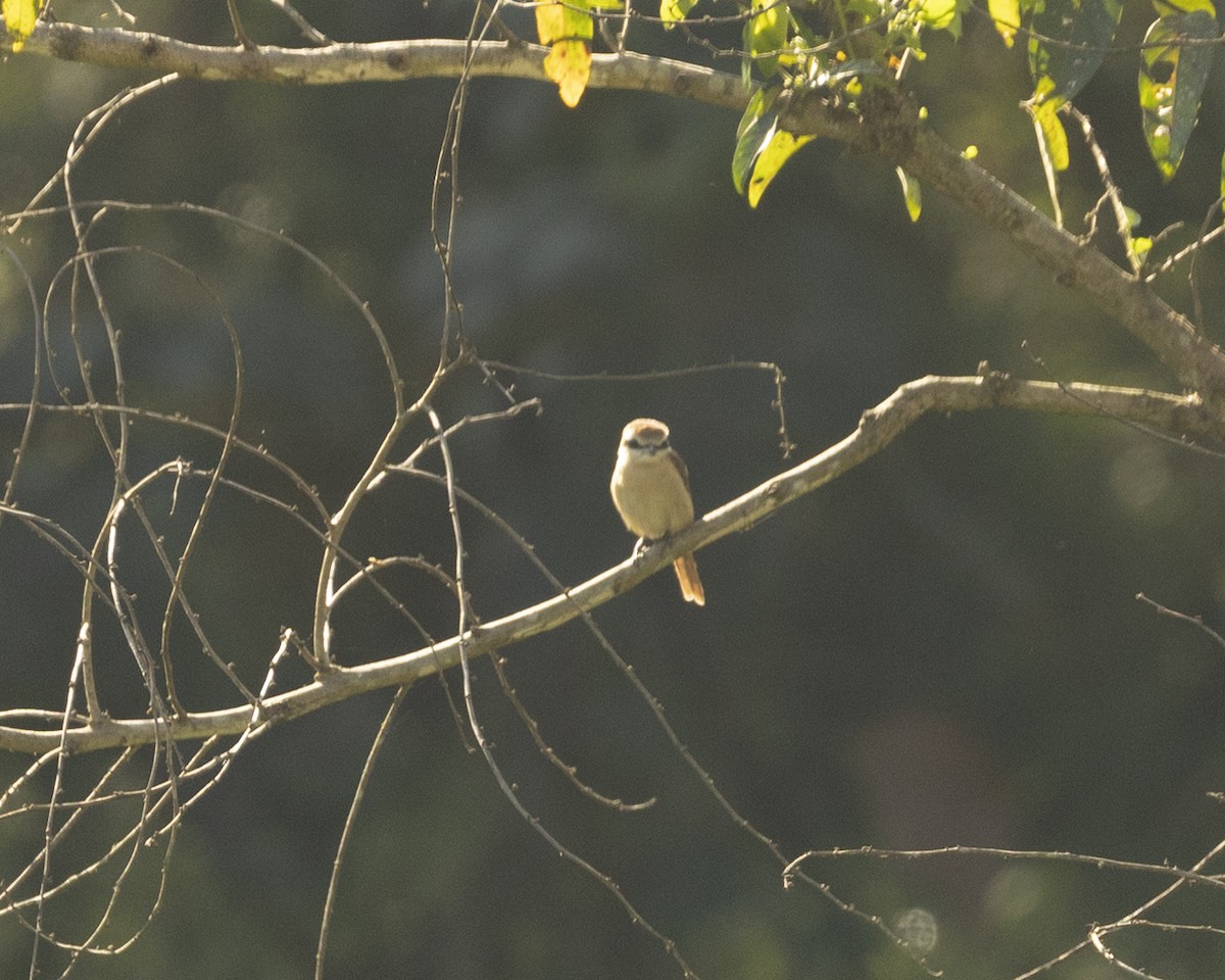 Brown Shrike - ML620742588