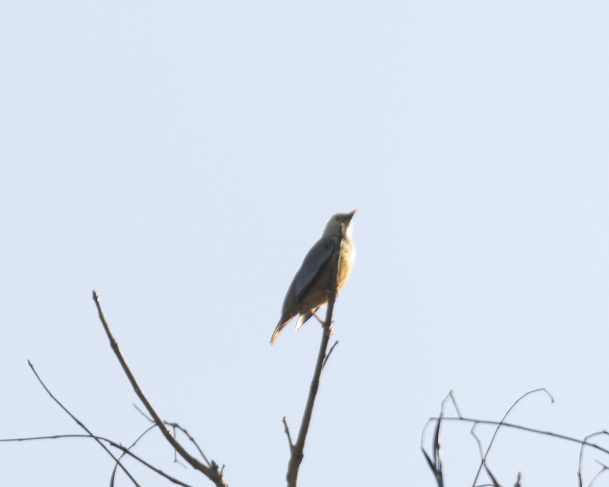 Malabar Starling - ML620742591