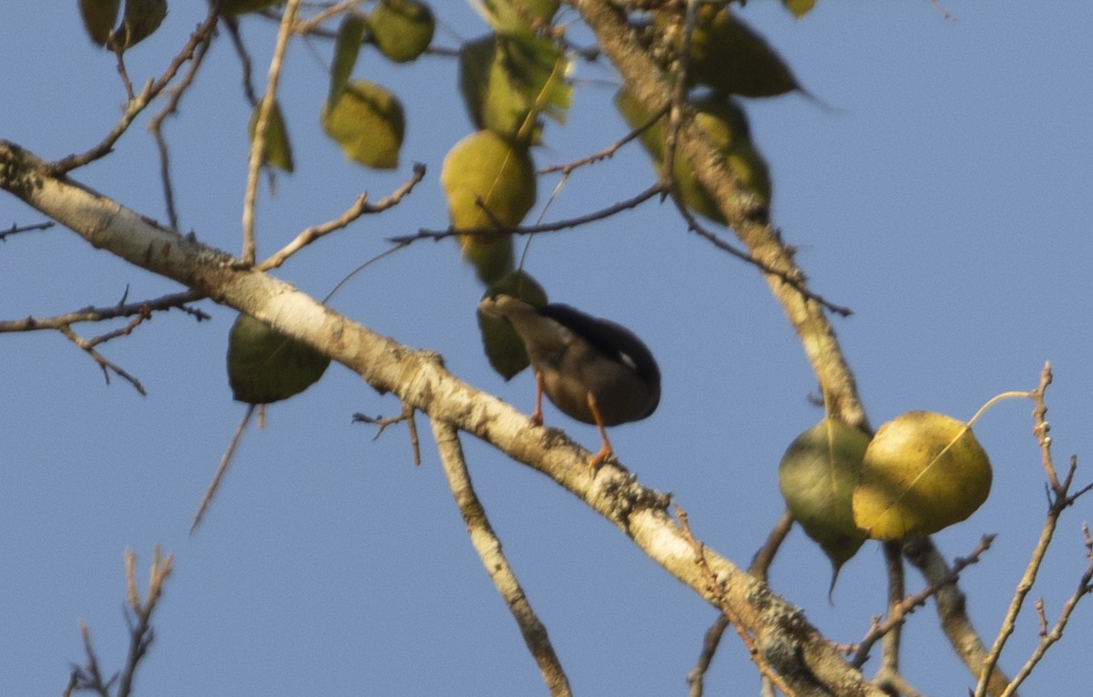 Jungle Myna - ML620742599