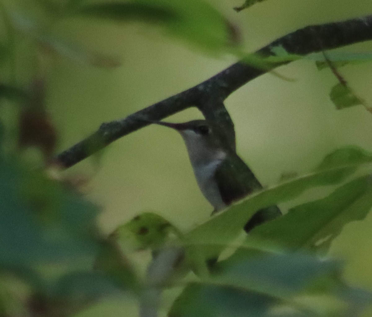 Ruby-throated Hummingbird - ML620742601