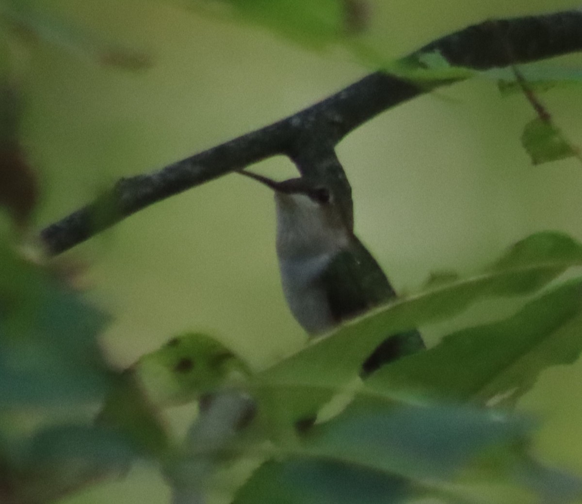 Ruby-throated Hummingbird - ML620742608