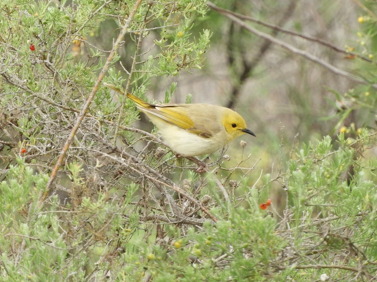 White-plumed Honeyeater - ML620742609