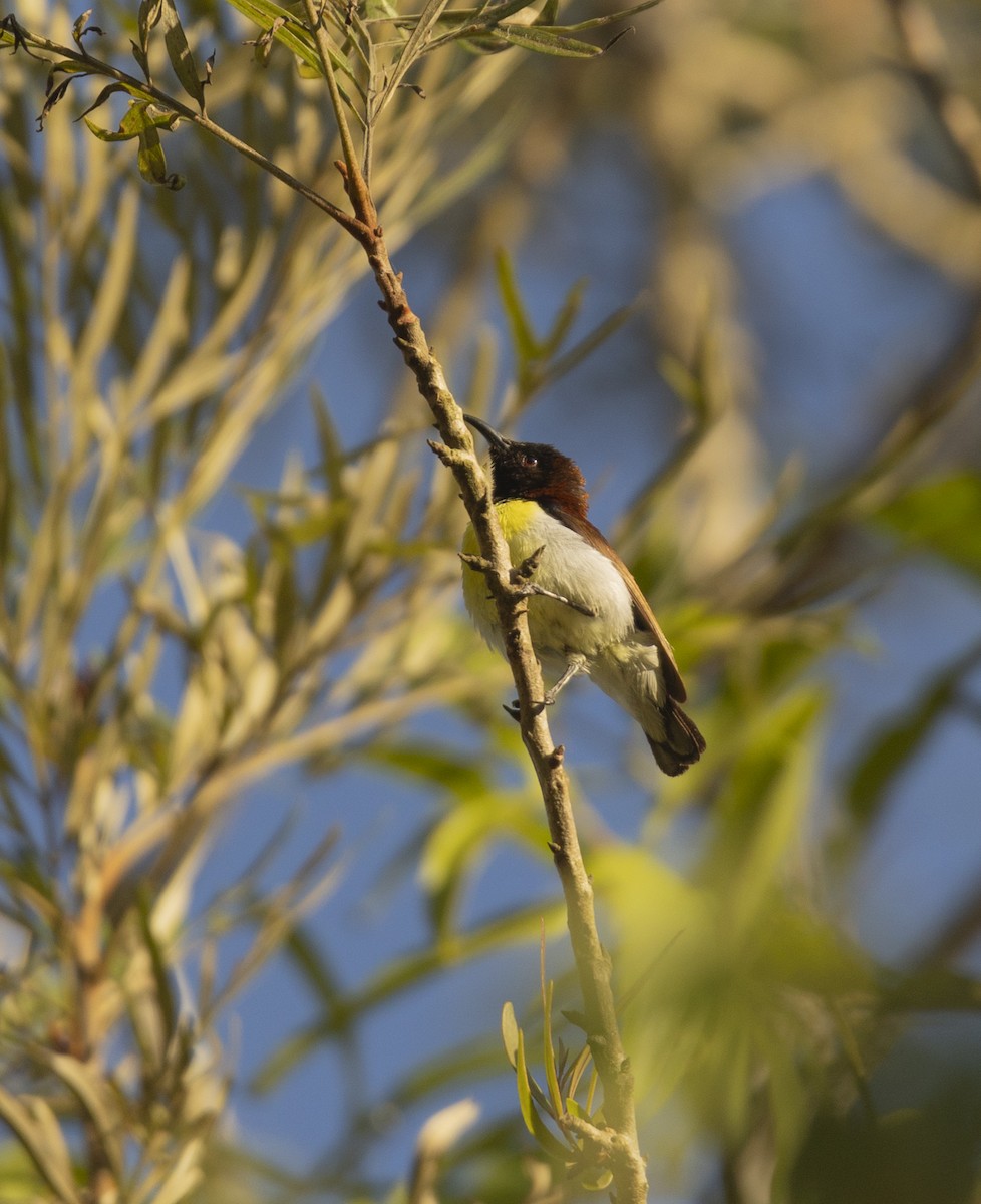 Purple-rumped Sunbird - ML620742610