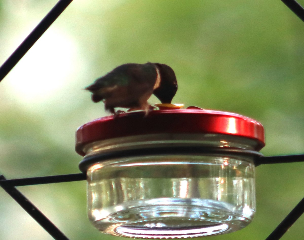 Ruby-throated Hummingbird - ML620742614