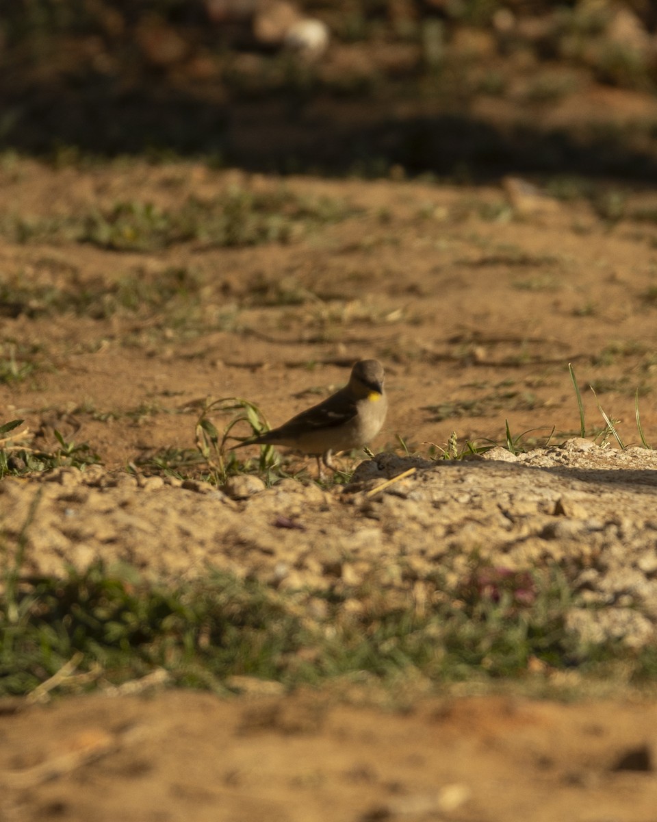 Yellow-throated Sparrow - ML620742615