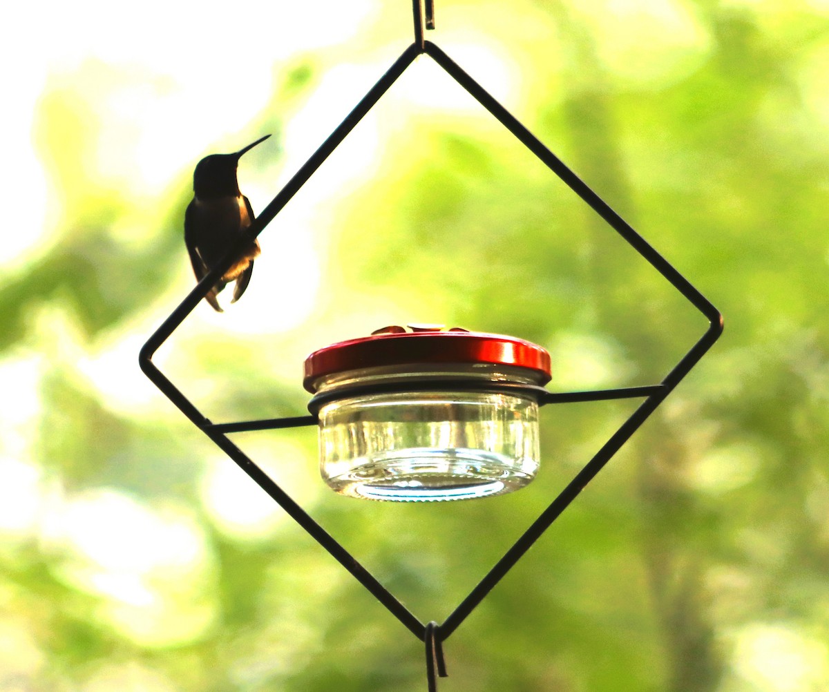 Ruby-throated Hummingbird - ML620742616