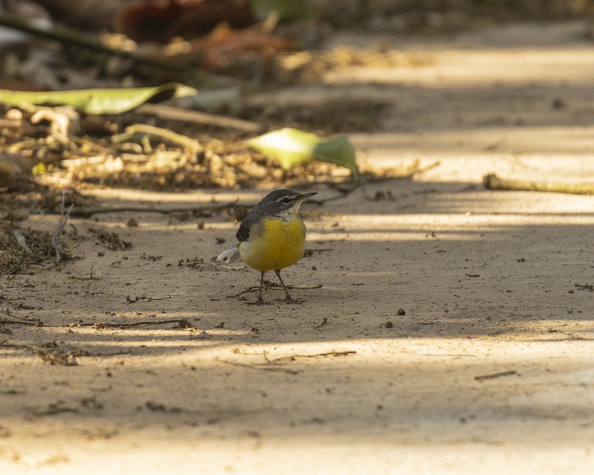 Gray Wagtail - ML620742617