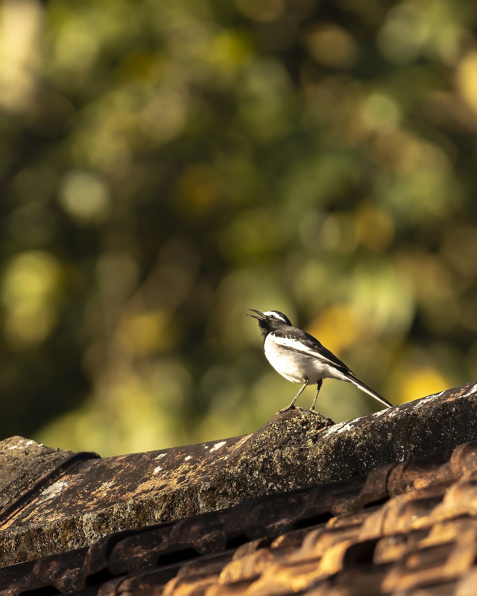 White-browed Wagtail - ML620742620