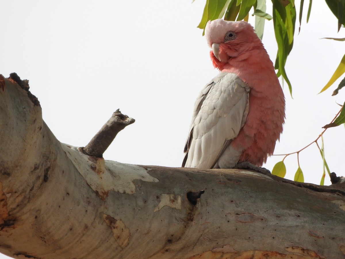 Cacatúa Galah - ML620742623