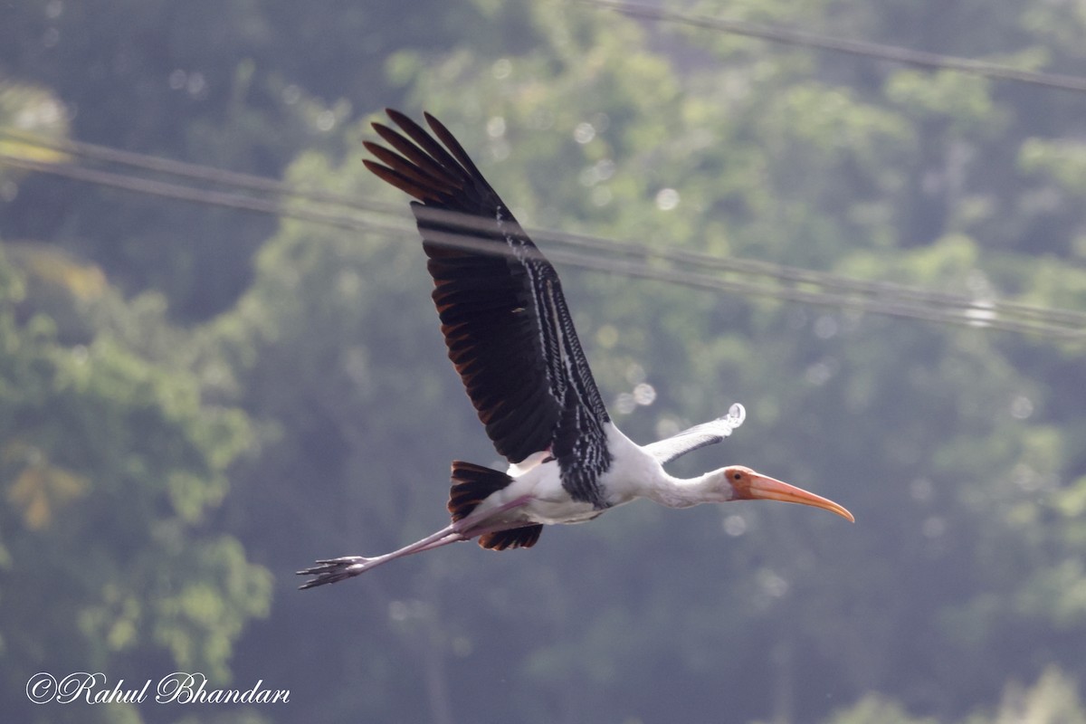 Painted Stork - ML620742628