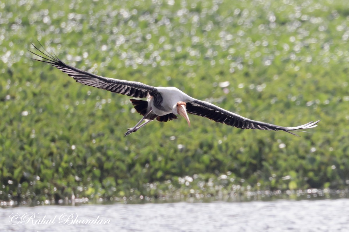 Painted Stork - ML620742629