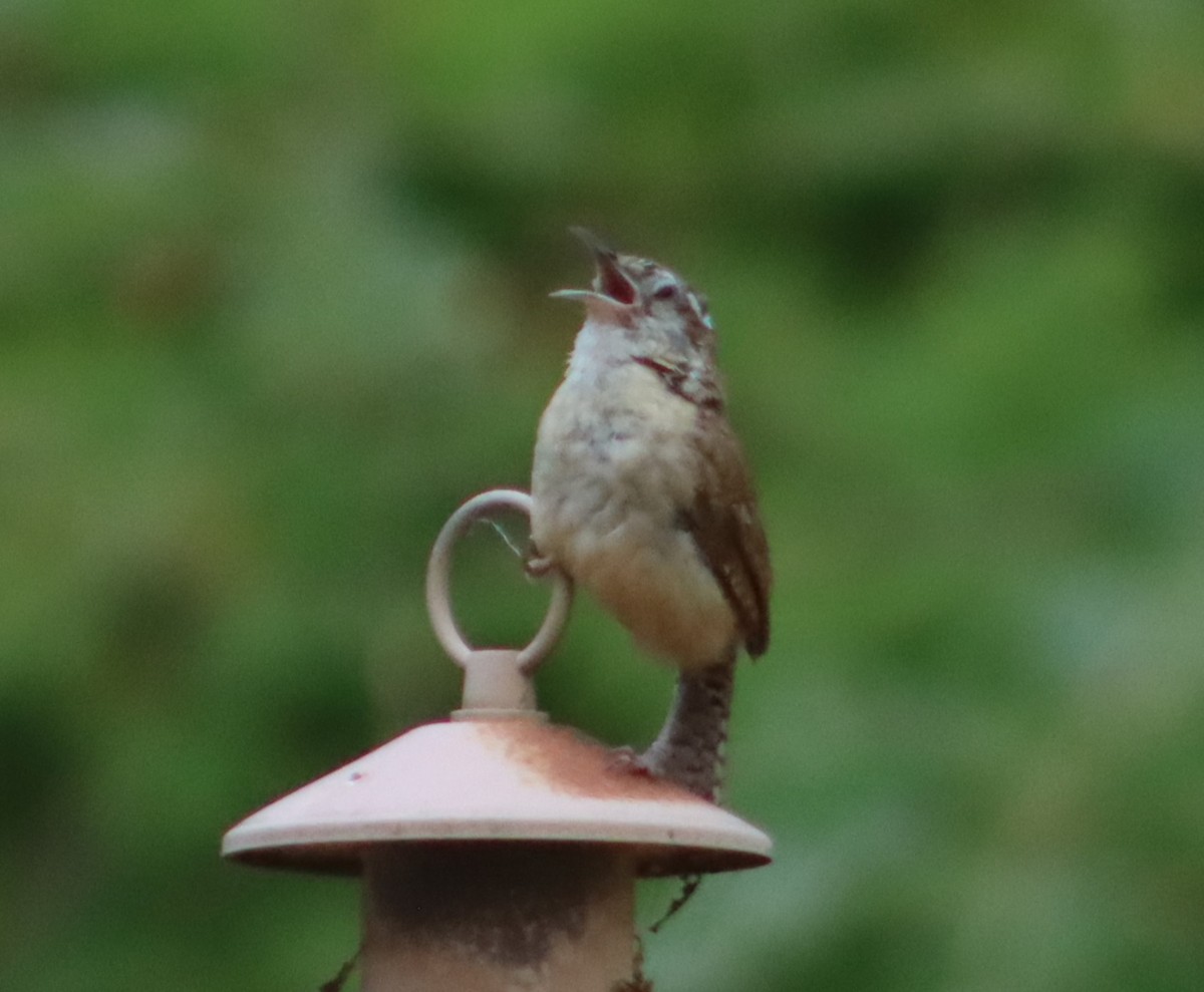 Carolina Wren - ML620742636