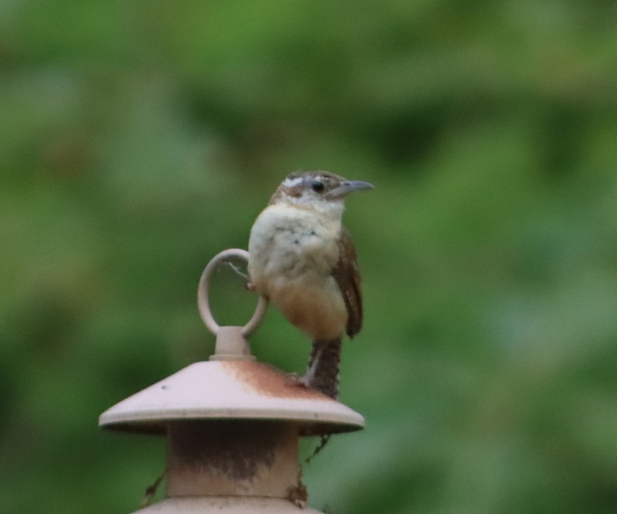 Carolina Wren - ML620742638