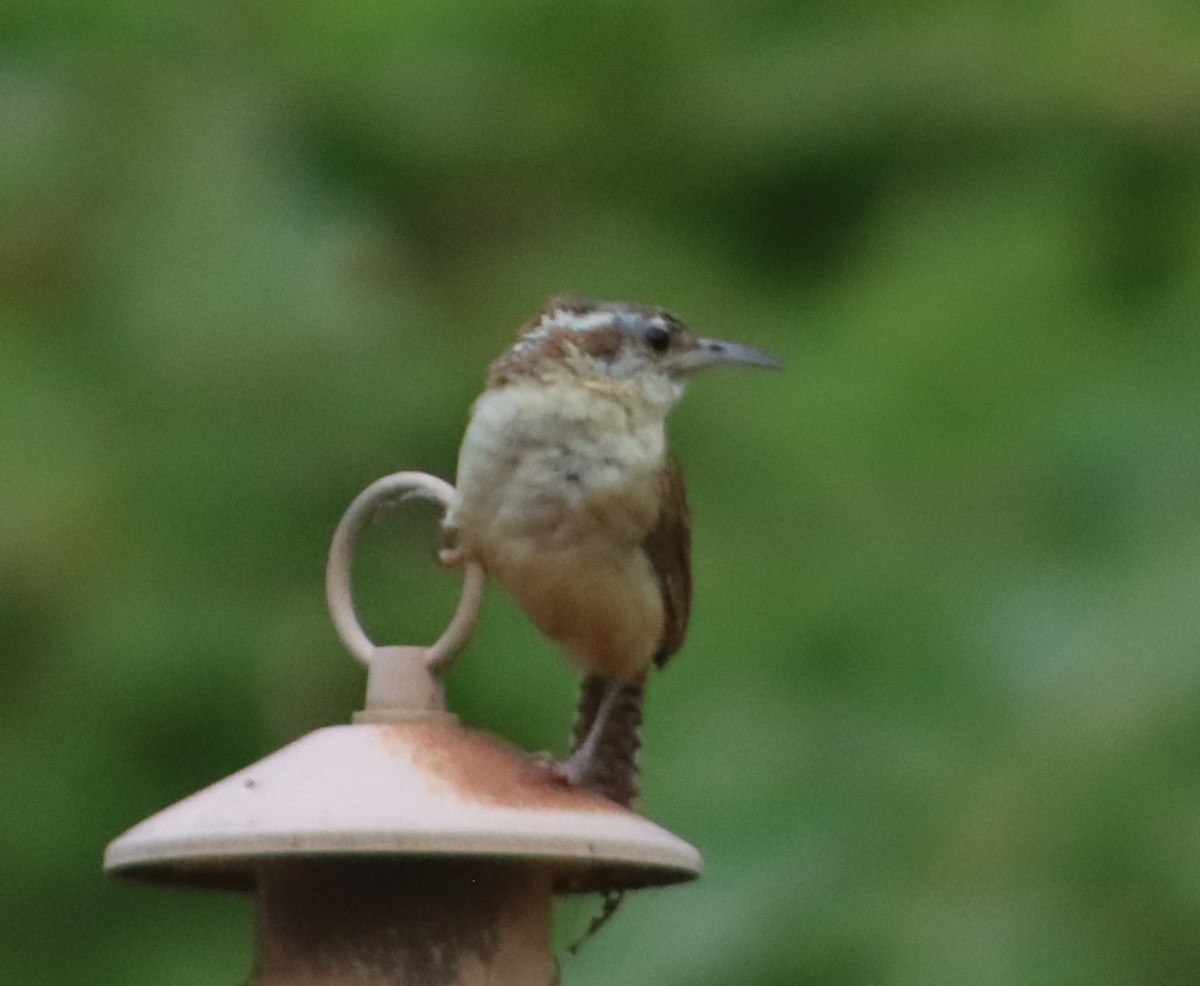 Carolina Wren - ML620742639