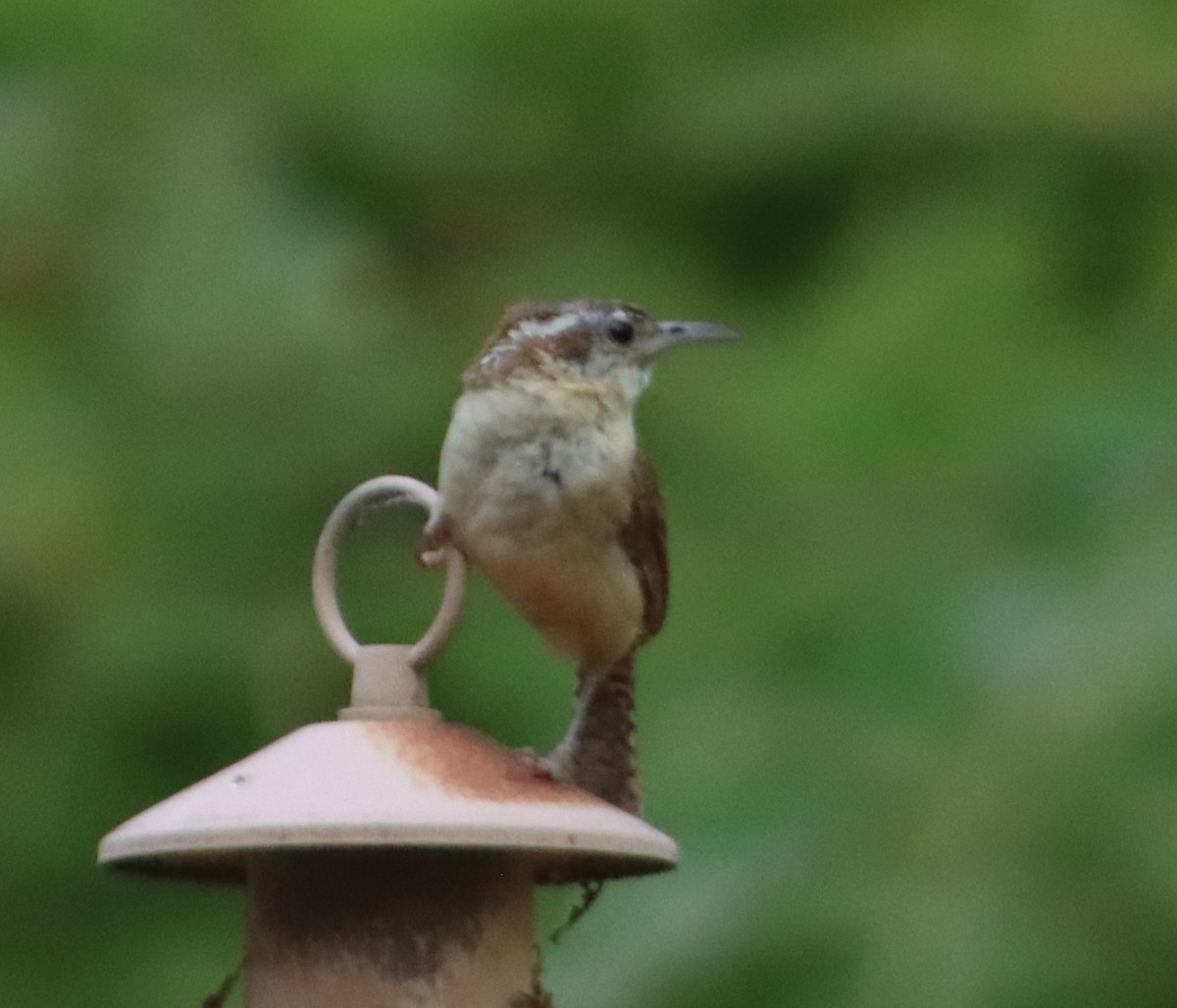 Carolina Wren - ML620742640