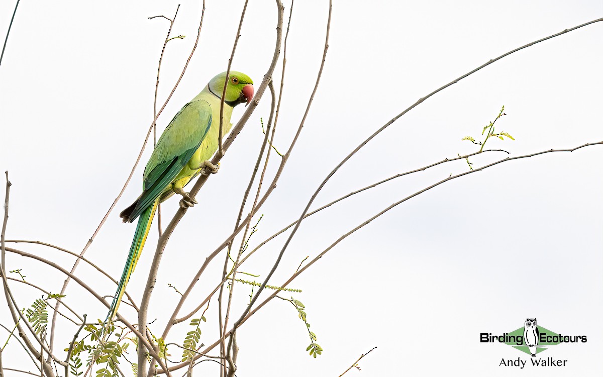 Rose-ringed Parakeet - ML620742641