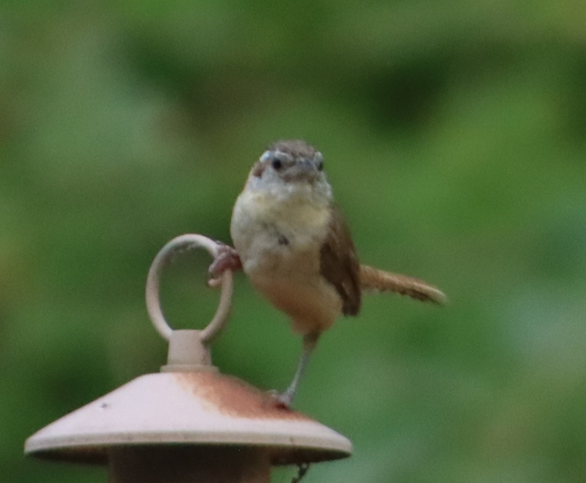 Carolina Wren - ML620742642