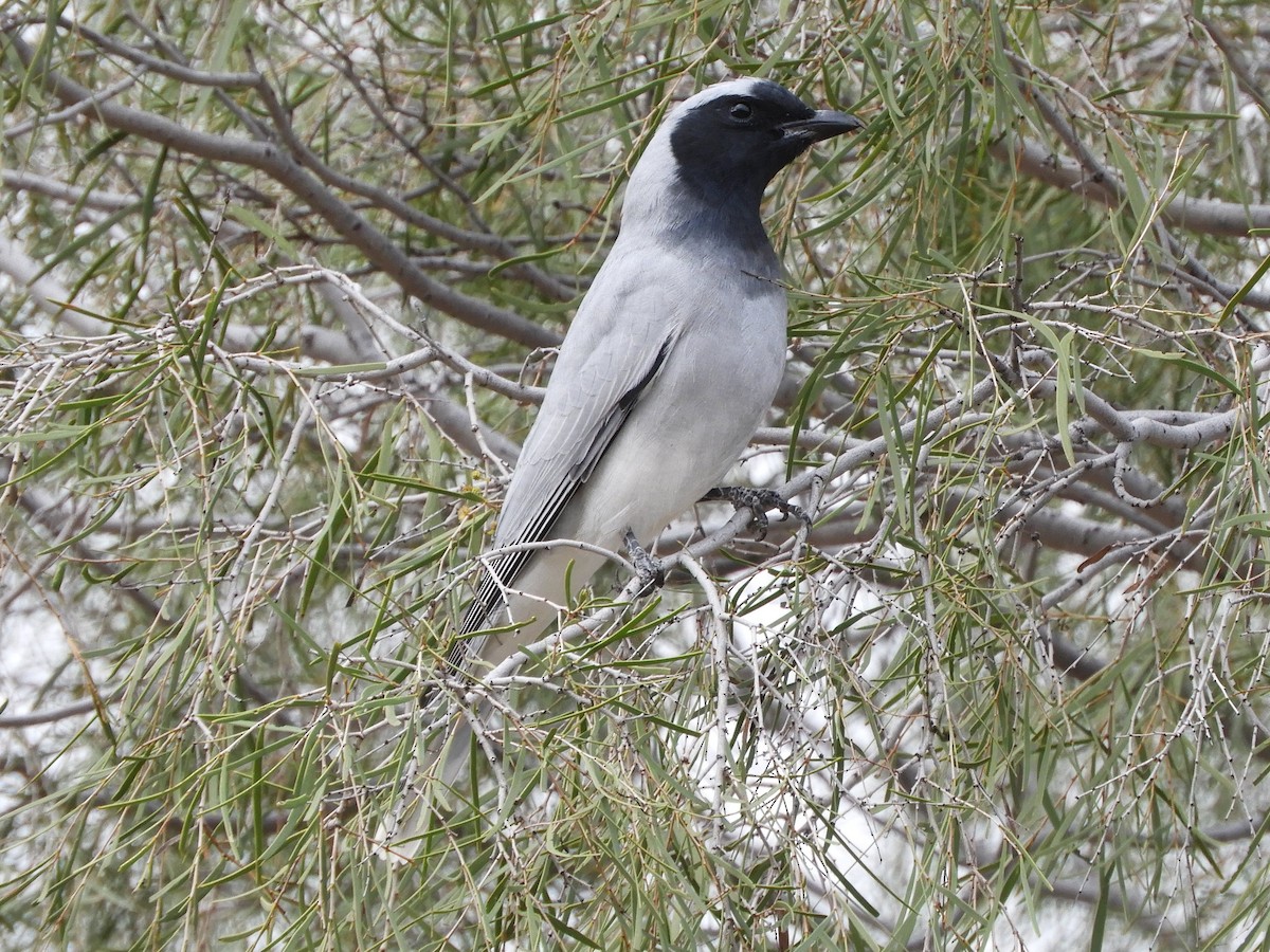 Black-faced Cuckooshrike - ML620742644