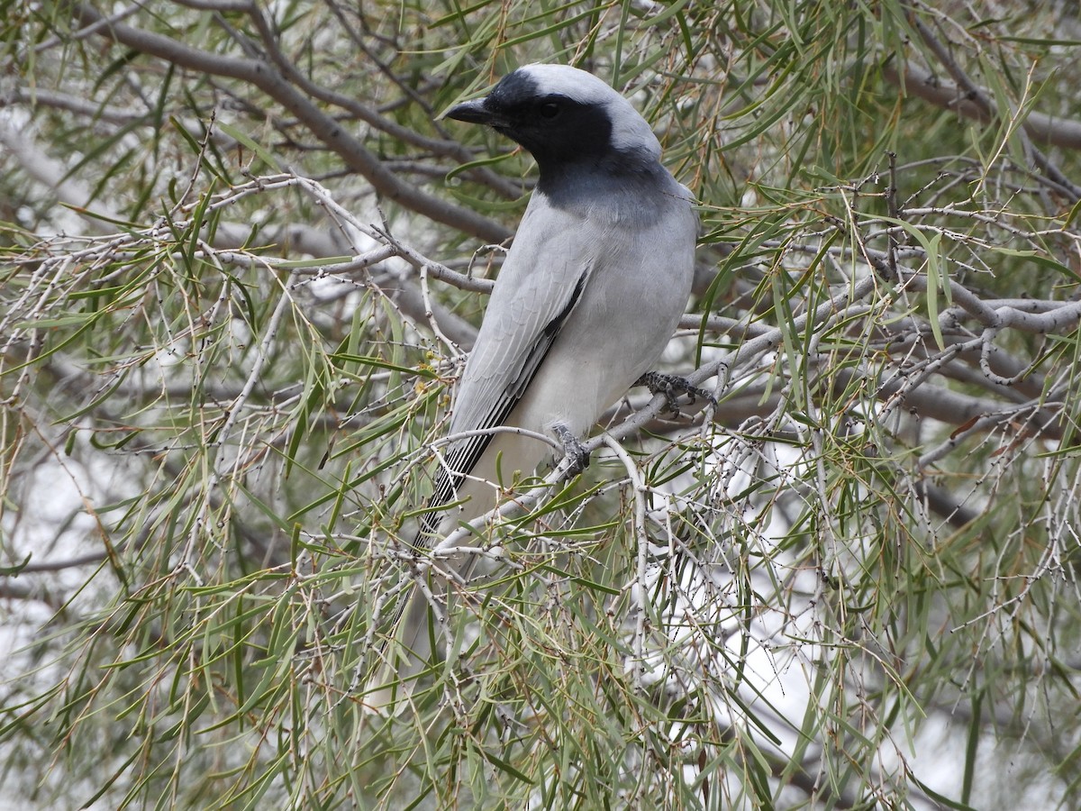 Black-faced Cuckooshrike - ML620742645