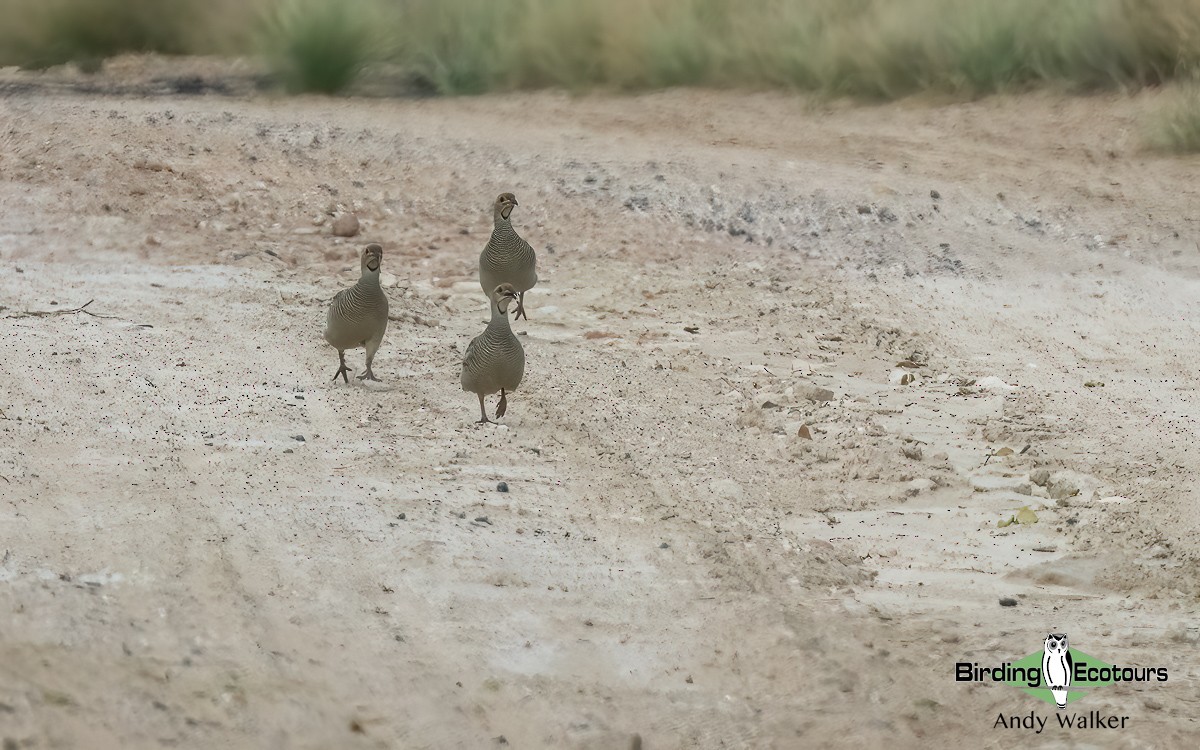 Gray Francolin - ML620742648