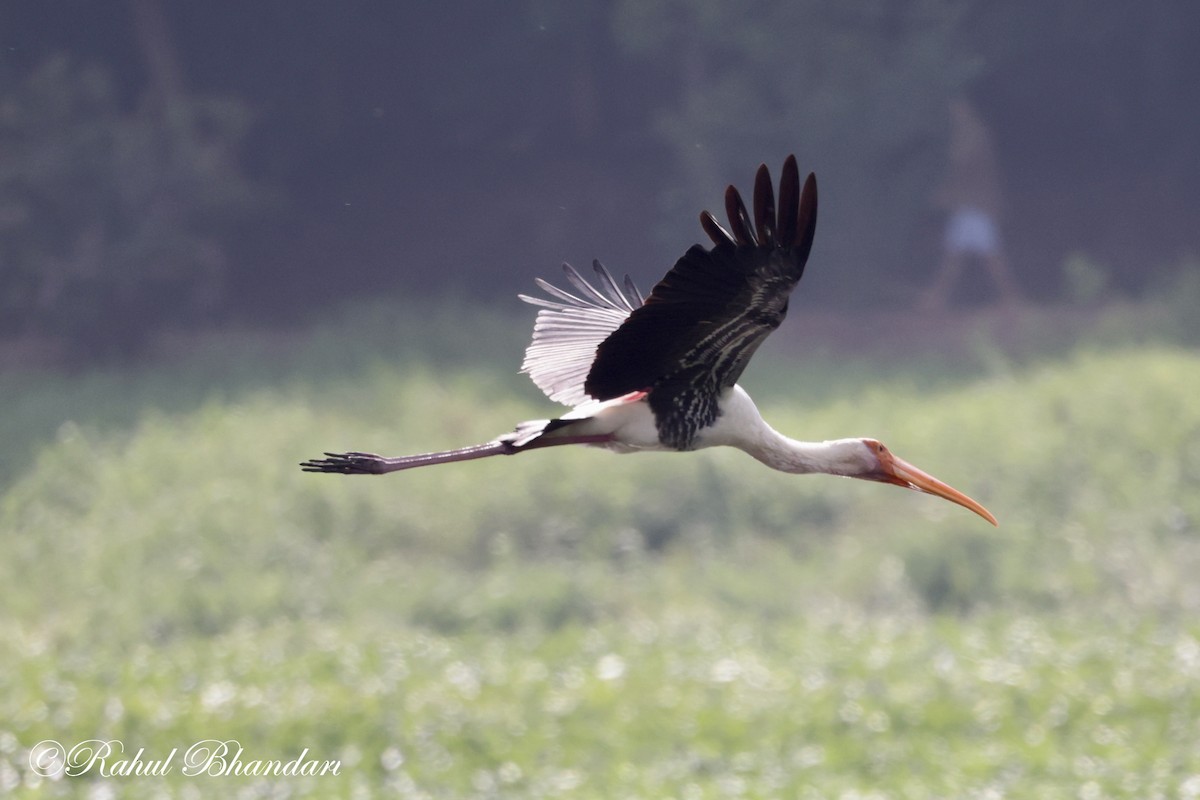 Painted Stork - ML620742649