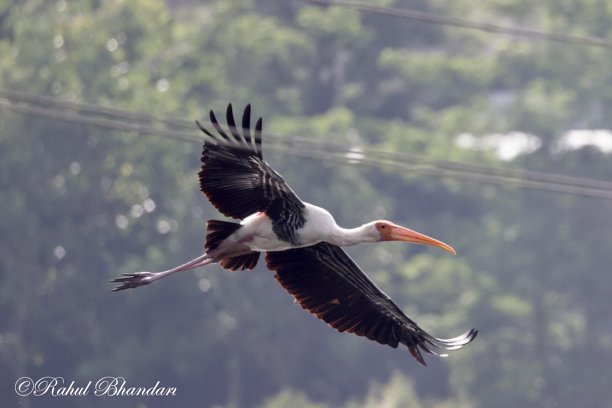 Painted Stork - ML620742650