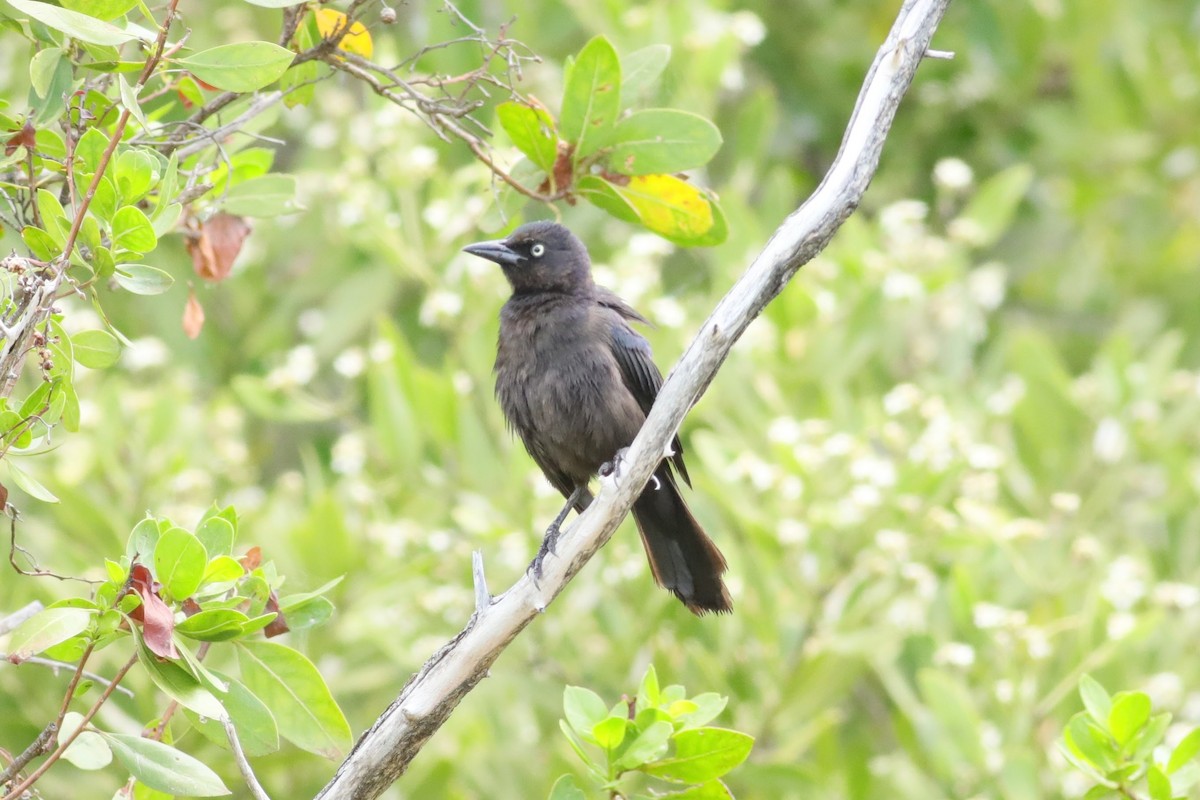 Common Grackle (Florida) - ML620742652