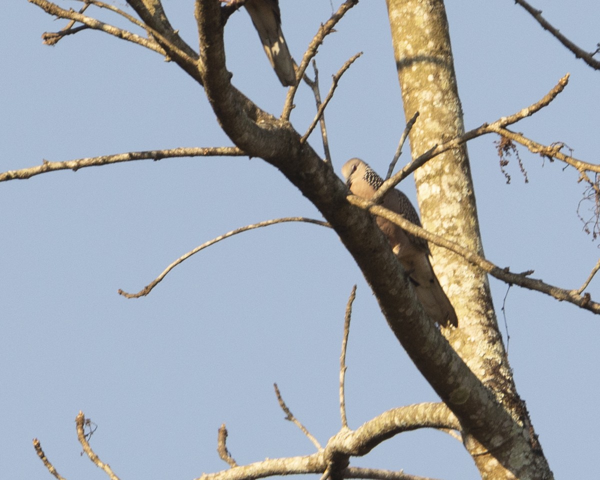 Spotted Dove - ML620742653