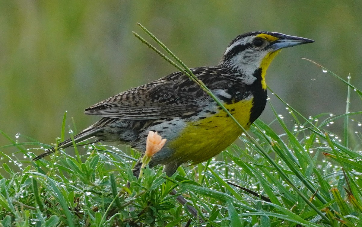 Eastern Meadowlark - John McCallister