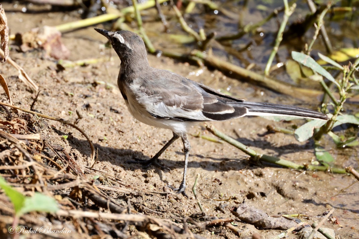 White-browed Wagtail - ML620742656