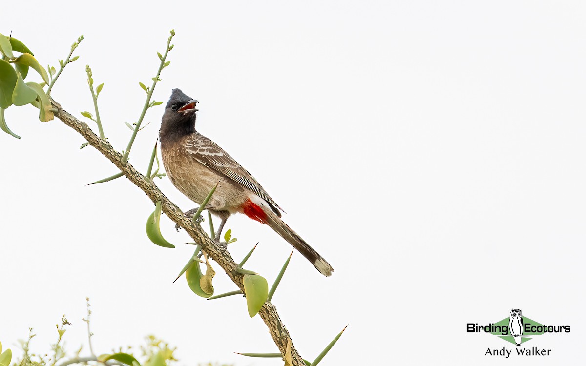 Bulbul à ventre rouge - ML620742657