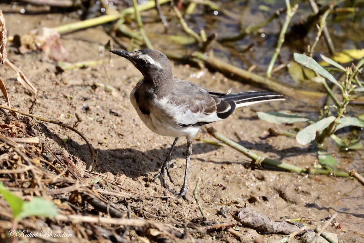 White-browed Wagtail - ML620742658