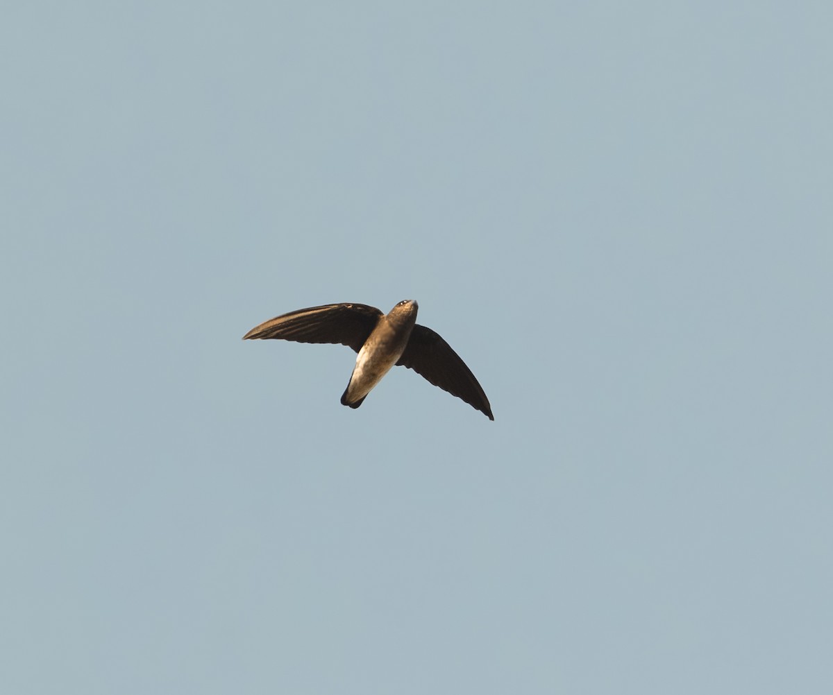 White-rumped Spinetail - ML620742659