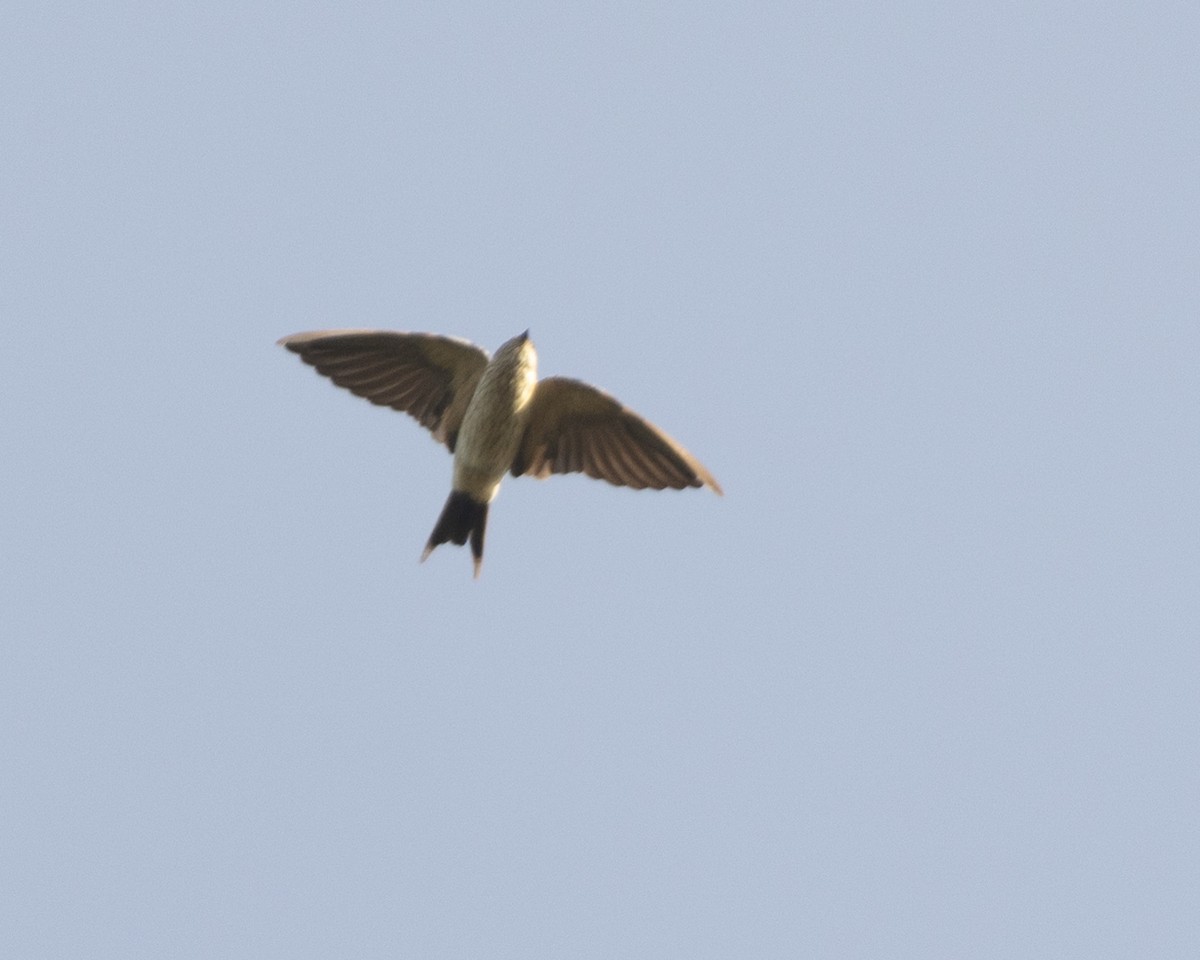 White-rumped Spinetail - ML620742660