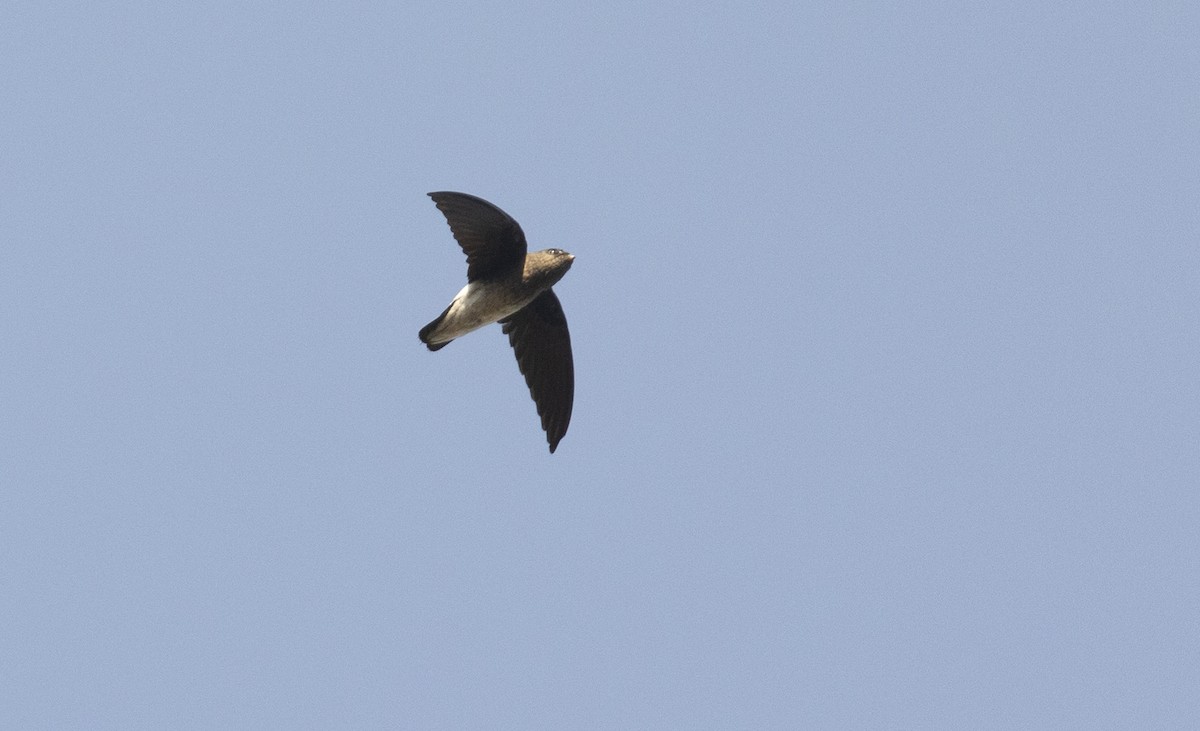 White-rumped Spinetail - ML620742661