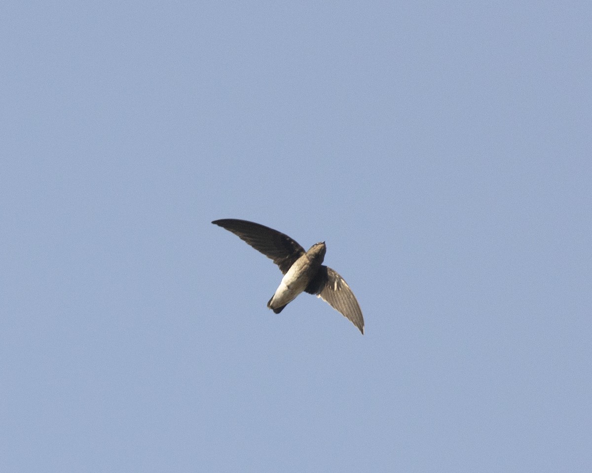 White-rumped Spinetail - ML620742662