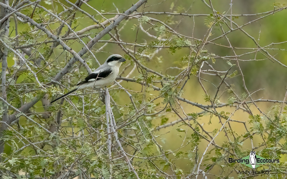 Great Gray Shrike (Arabian) - ML620742665