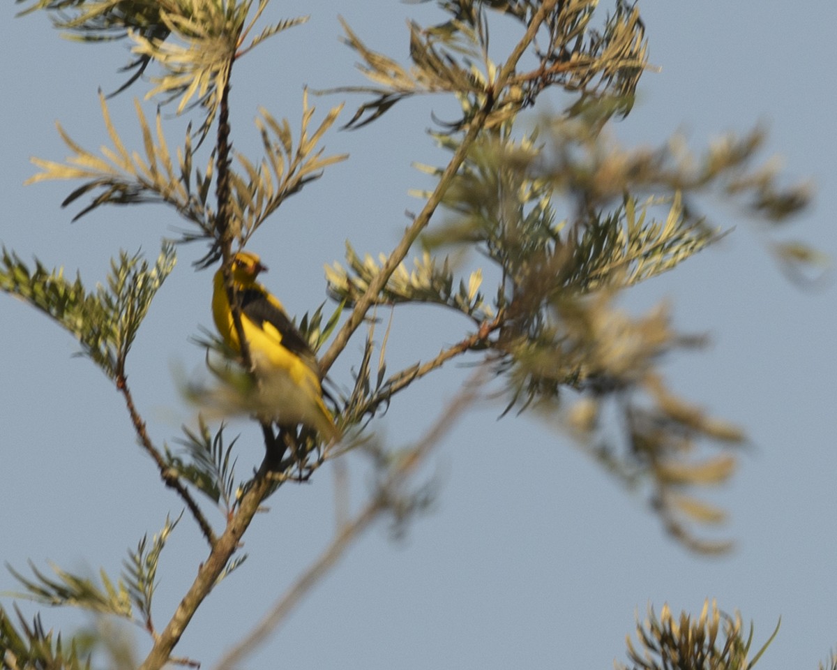 Indian Golden Oriole - ML620742666