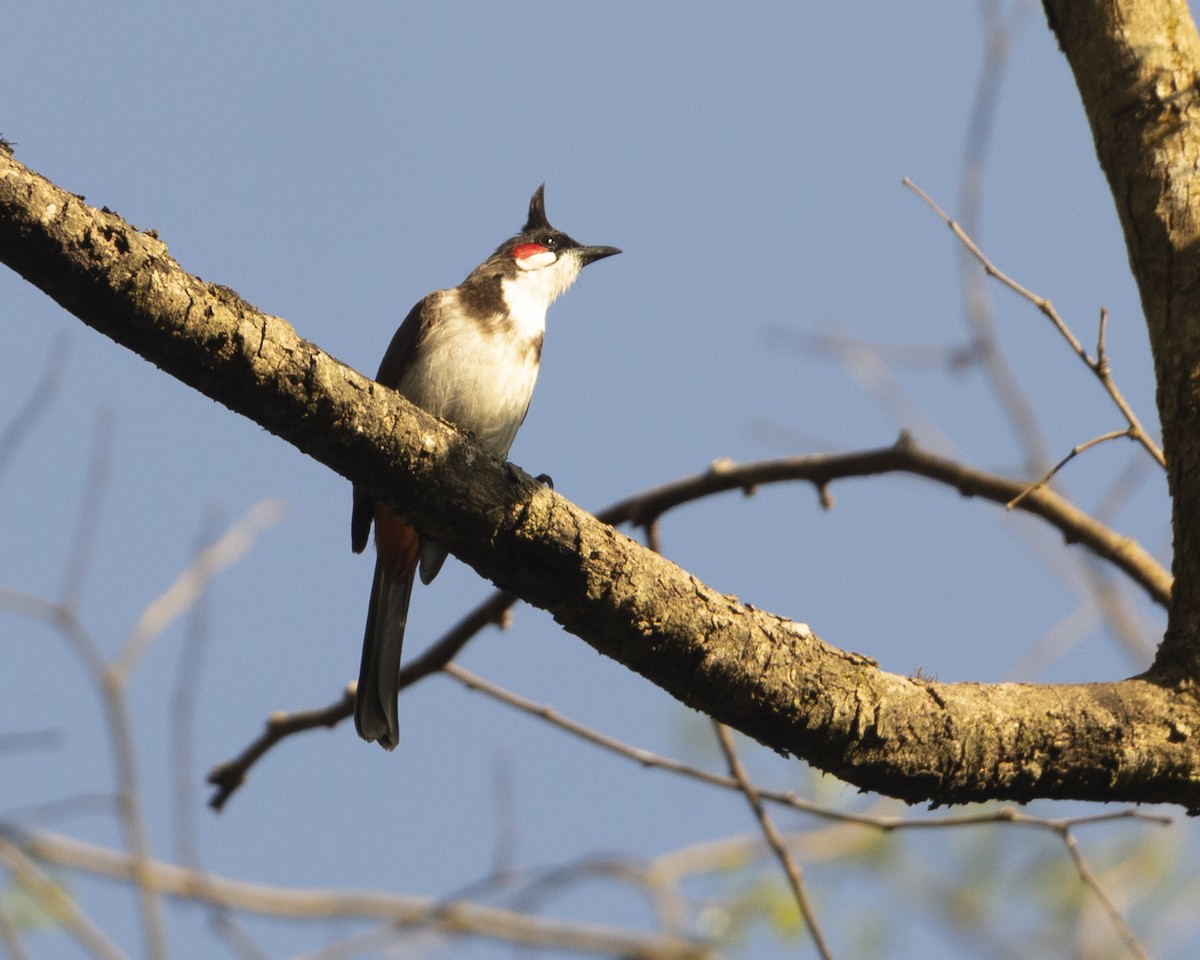 Red-whiskered Bulbul - ML620742673