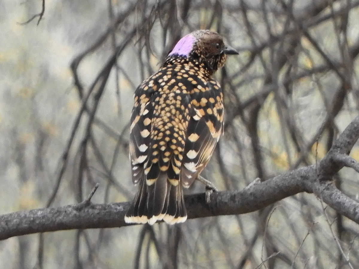 Western Bowerbird - ML620742674