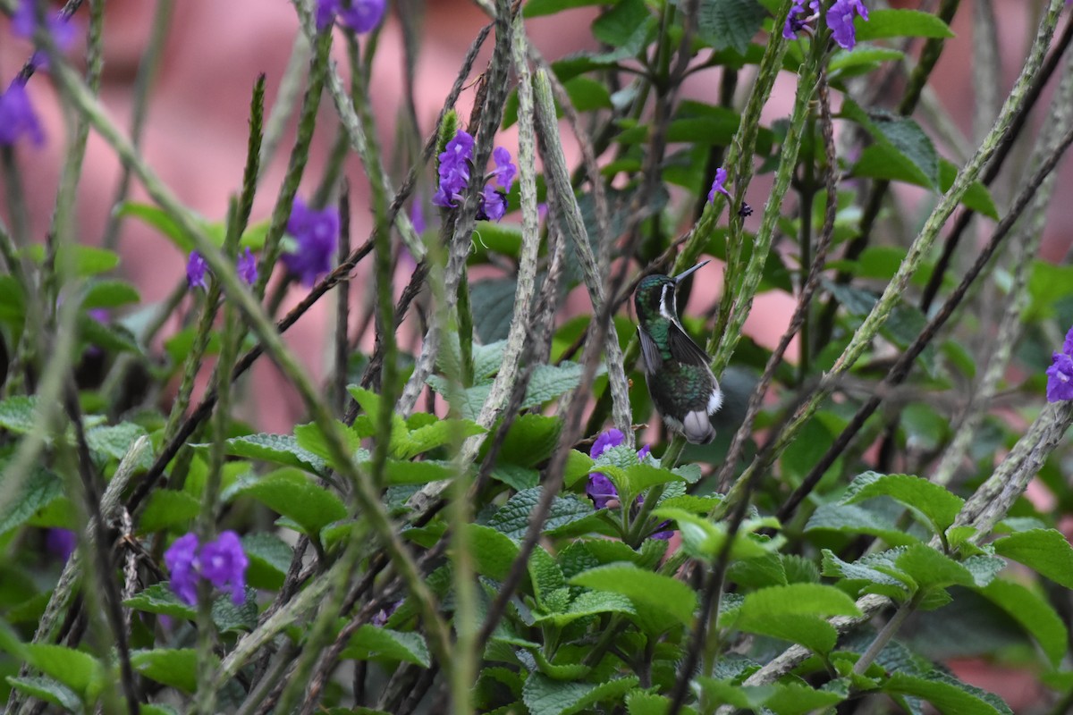 Colibrí Ventricastaño - ML620742675