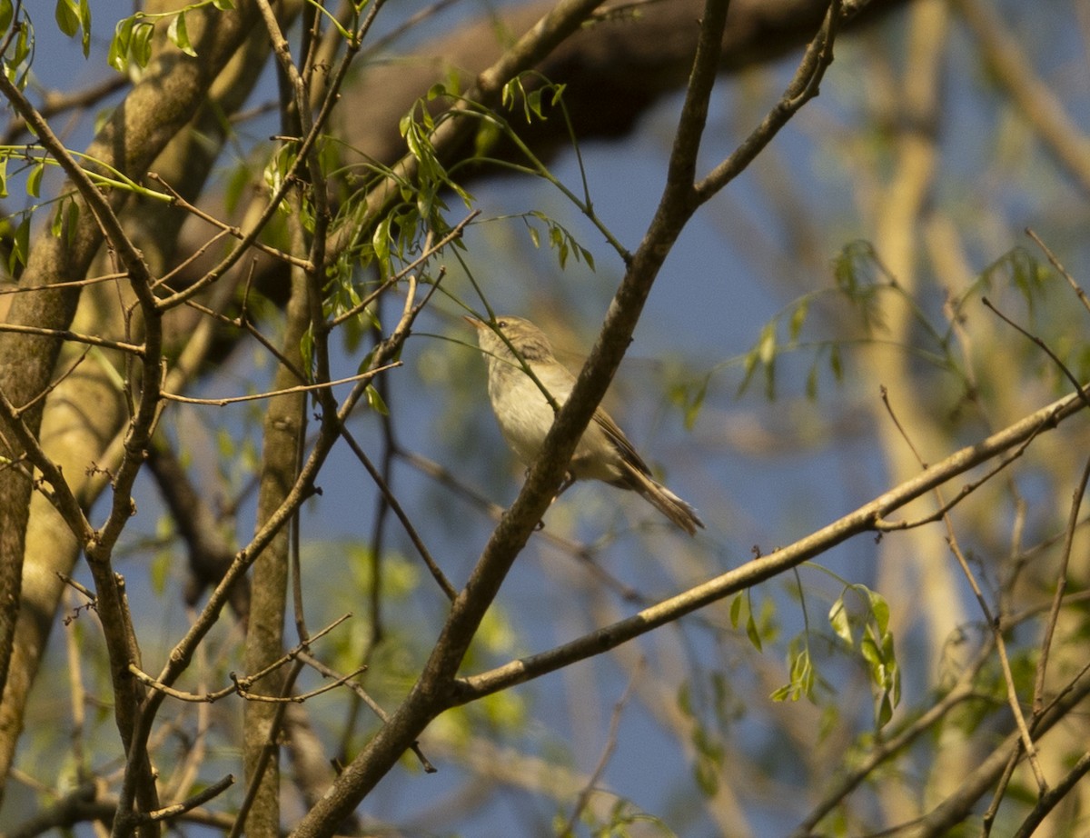 Greenish Warbler - ML620742677