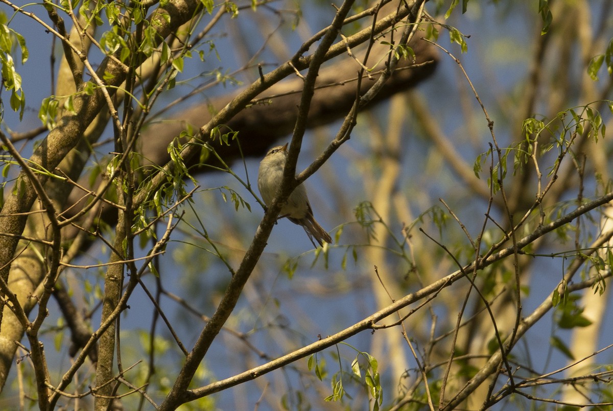 Greenish Warbler - ML620742678