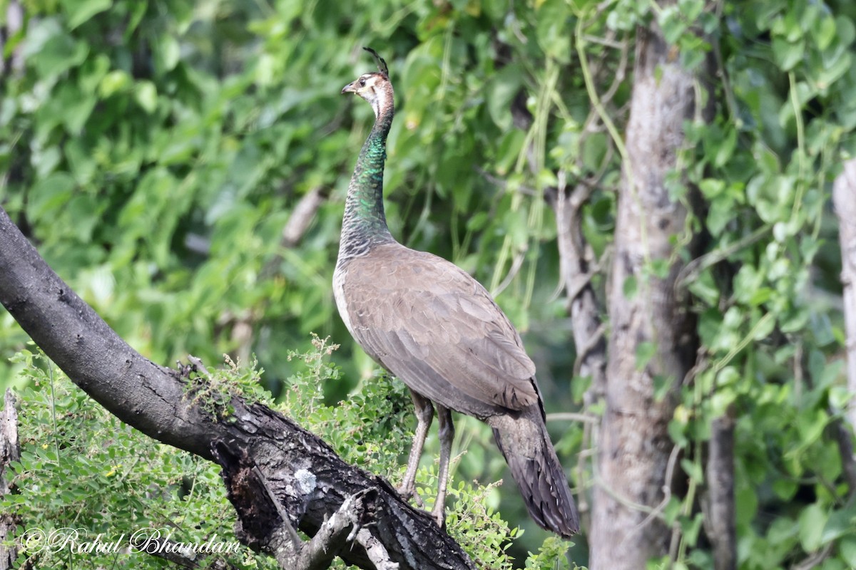 Pavo Real Común - ML620742683