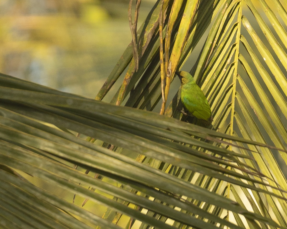Golden-fronted Leafbird - ML620742684