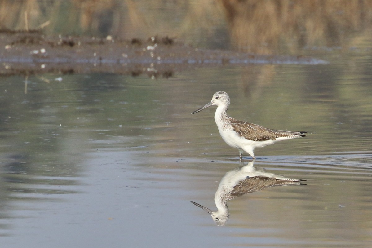 Common Greenshank - ML620742686