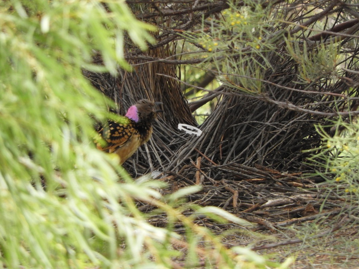 Western Bowerbird - ML620742688