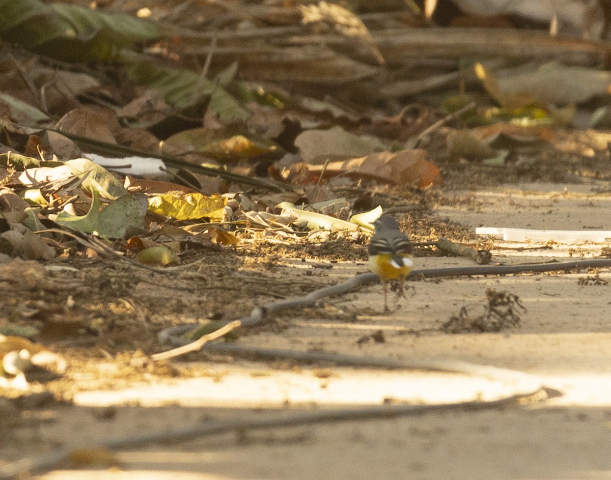 Gray Wagtail - ML620742689