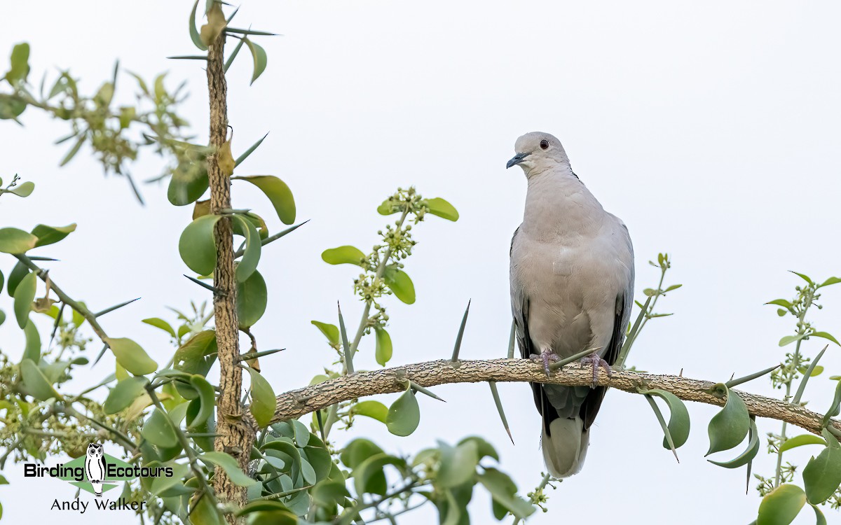 Eurasian Collared-Dove - Andy Walker - Birding Ecotours