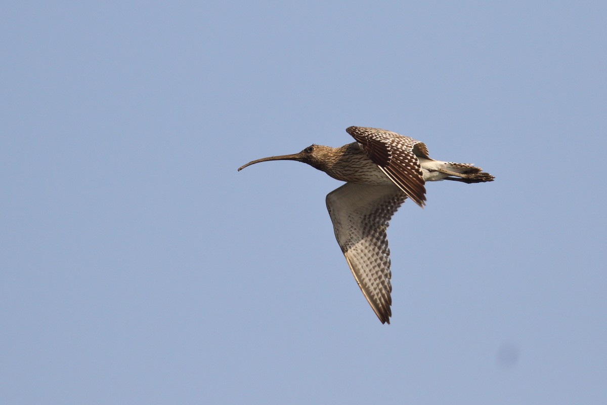 Eurasian Curlew - ML620742692